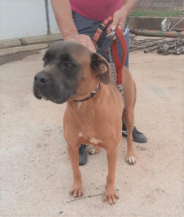Ginestra, Incrocio Boxer Di 4 Anni